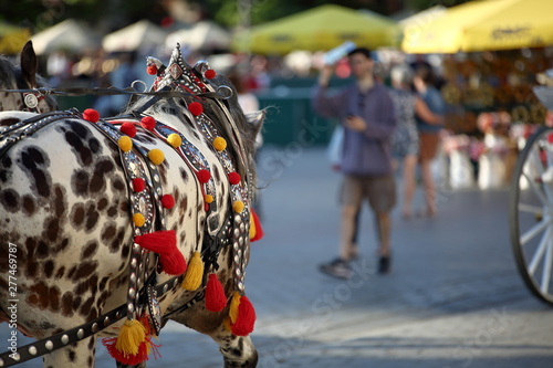 Beautiful horses decorated with rich colorful harness in Krakow city center, Poland, in background torurists and main square in soft focus