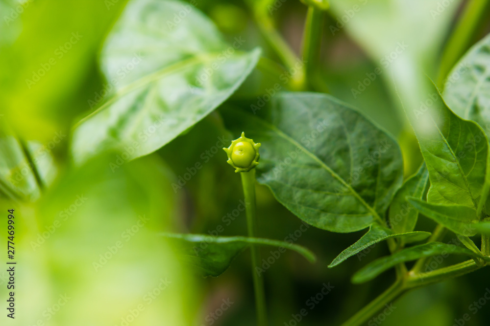 Growing green chilli peppers on the tree with leaves agricultural in vegetable garden farm Growing green chilli peppers on the tree with leaves agricultural in vegetable garden farm