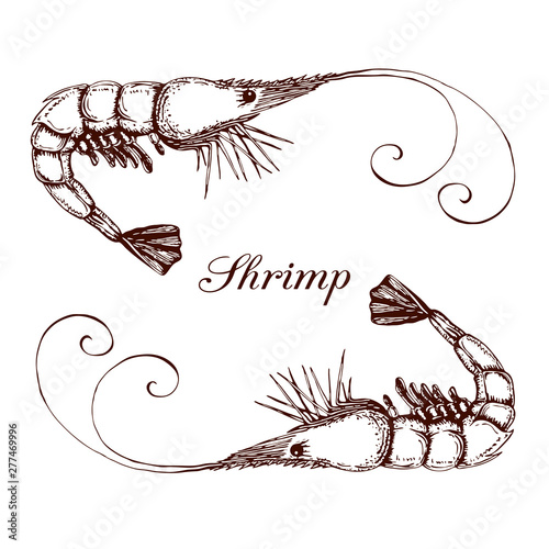 Hand drawn engraved ink shrimp or prawn illustration isolated on white. etched seafood graphic.Outline sketch of realistic shrimp. prawn line drawing.vector shrimps prawns collection in vintage style