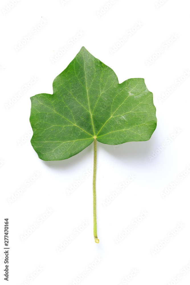 Fototapeta premium Green leaf. Isolated on a white.