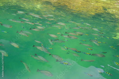 Group of fish swimming in the sea view on the boat.