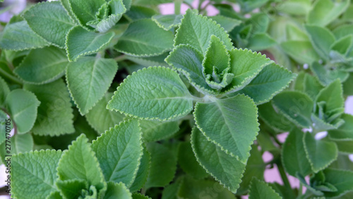 Plectranthus amboinicus, common name including Cuban oregano, Indian mint and Mexican mint. It is widely cultivated in the tropics and used as traditional medicine, spice, or ornamental plant.