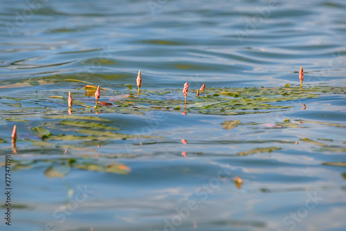water flowers lake waves leaves