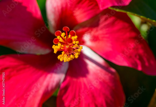 Red Hibiscus flower close-up in sun light.