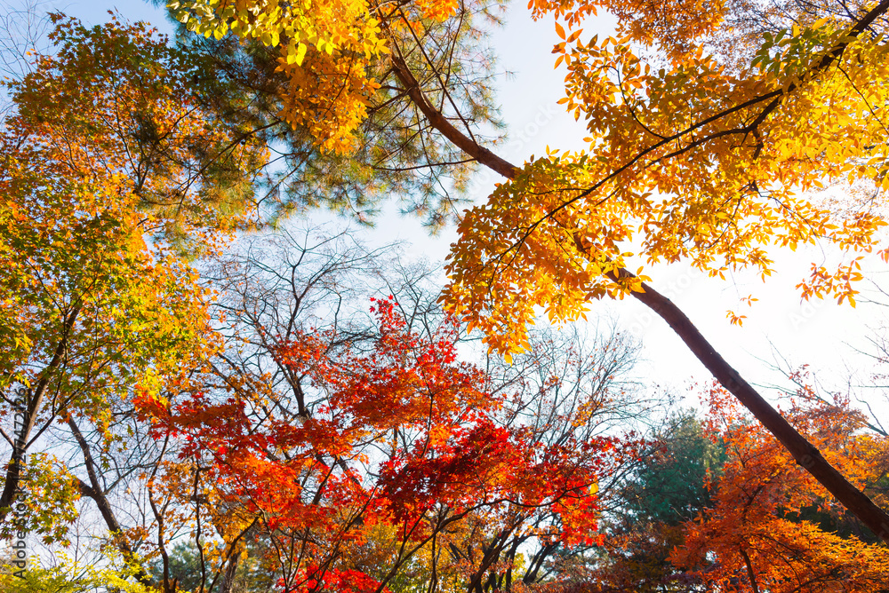Red, Orange, Yellow and Green color of autumn leaves with look up view