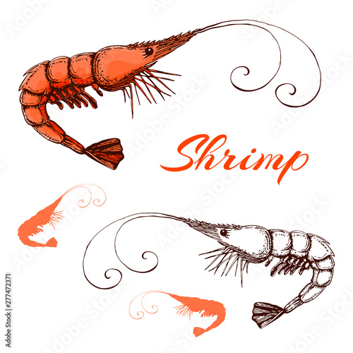 Hand drawn engraved ink shrimp or prawn illustration isolated on white. vector prawn line and color drawing in vintage style.Outline and colored sketch of realistic shrimp.Seafood elements collection