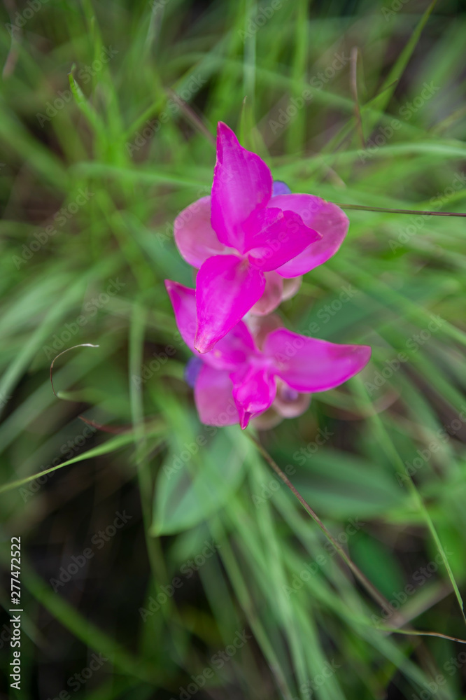close up of krachiew flowers, local flower in Thailand close up of krachiew flowers, local flower in Thailand