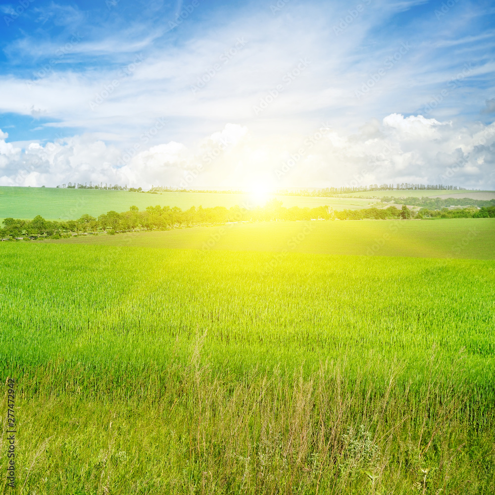 Green field and blue sky with light clouds. Above the horizon is a bright sunrise. Green field and blue sky with light clouds. Above the horizon is a bright sunrise.