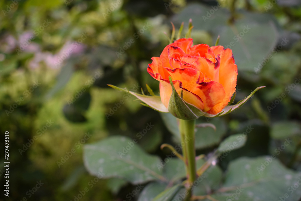 Close-up of roses flower blosoming in the garden. Beautiful, delicate rose in the garden. Close-up of roses flower blosoming in the garden. Beautiful, delicate rose in the garden.