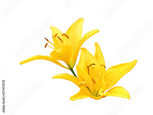 Yellow lilly on white background. Spring day for postcard, beauty decoration and agriculture concept design.