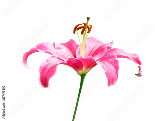 Pink lilly flower on white background. Spring day for postcard, beauty decoration and agriculture concept design.