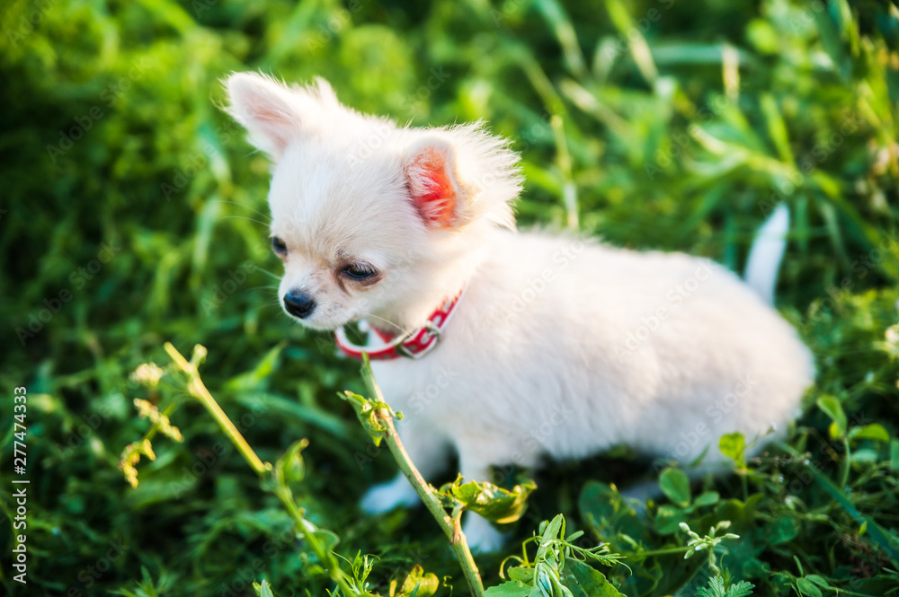 Funny puppy chihuahua walks in the green grass