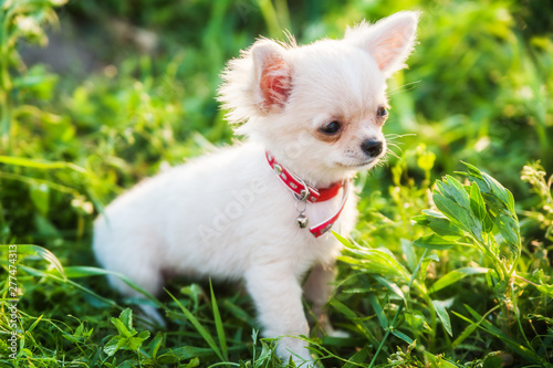 Funny puppy chihuahua walks in the green grass