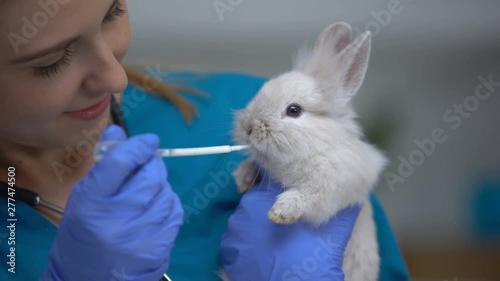 Vet giving rabbit medications with pipette, antibiotics or anthelmintic drugs photo