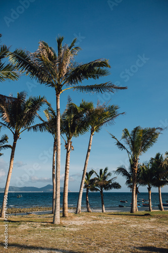 palm trees in front of the sea on a summer day