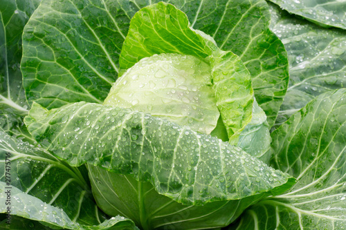 Head of cabbage close up after rain with water drops