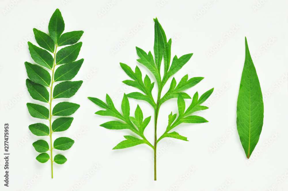 3 isolated tropical Asian herbs and leaf. Curry leaf, King’s salad. Isolated on white background. Overhead close up shot– image
