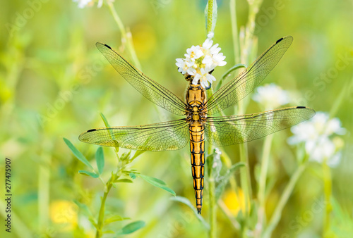 A yellow dragonfly, Orthetrum cancellatum male, also known as black-tailed skimmer, eating on a flower under the warm spring sun