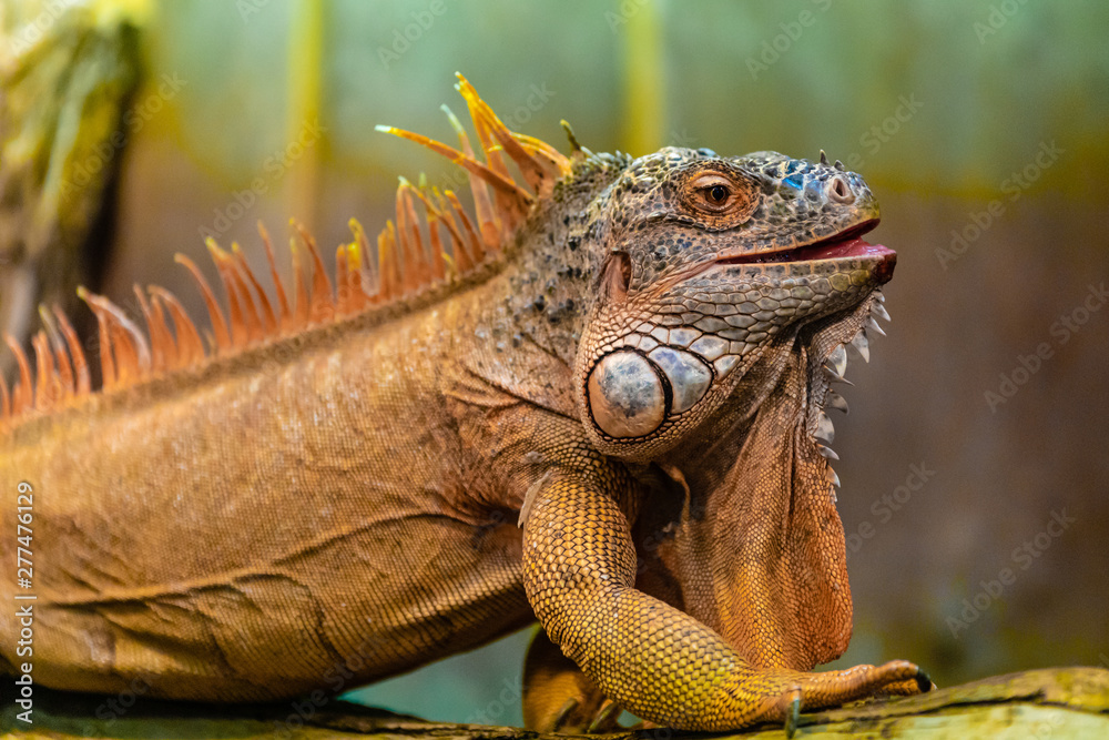 Fototapeta premium Leguan