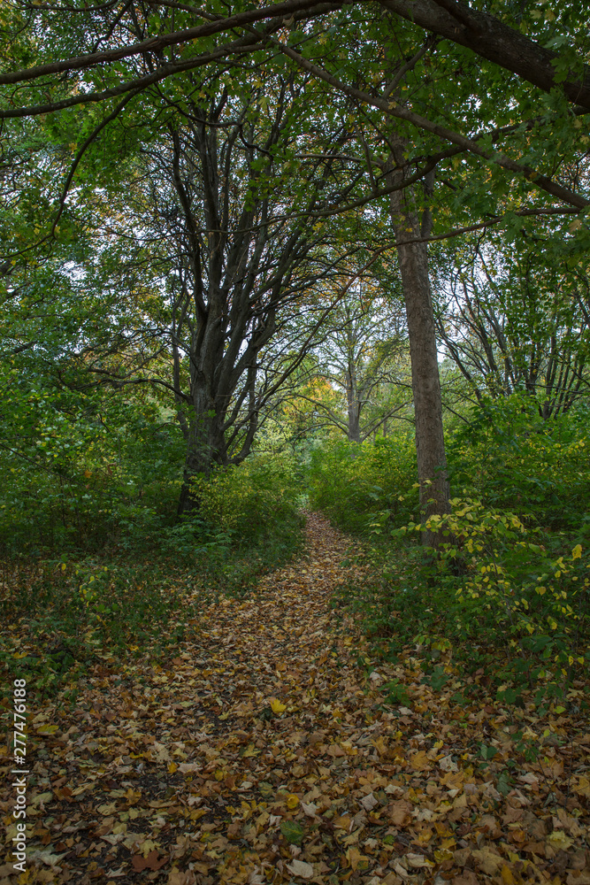 Leaf forest on the way to autumn Leaf forest on the way to autumn
