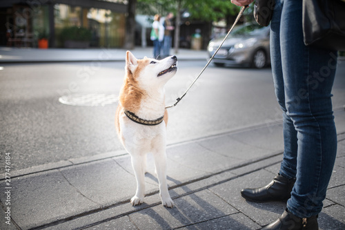 Shiba Inu in the city. Shiba Inu with leash. Dog with his owner in the city. Travelling with dog. Obedient dog. photo