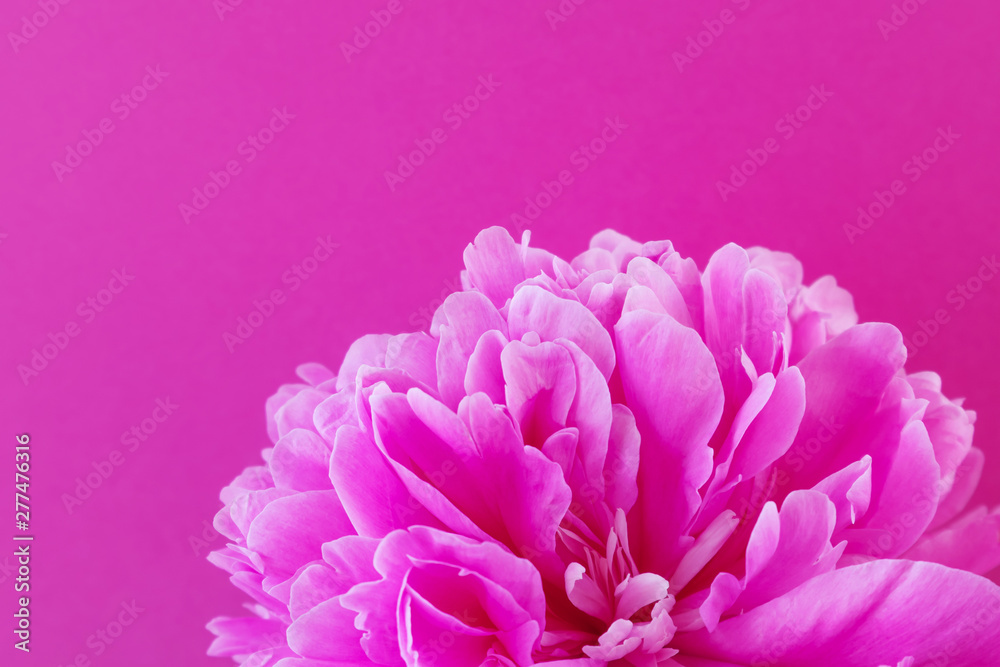 Large pink peony on a pink background. Stylistic summer background image. Minimalism, space for text, bright colors. For women. Valentine's Day, declaration of love. Large pink peony on a pink background. Stylistic summer background image. Minimalism, space for text, bright colors. For women. Valentine's Day, declaration of love.