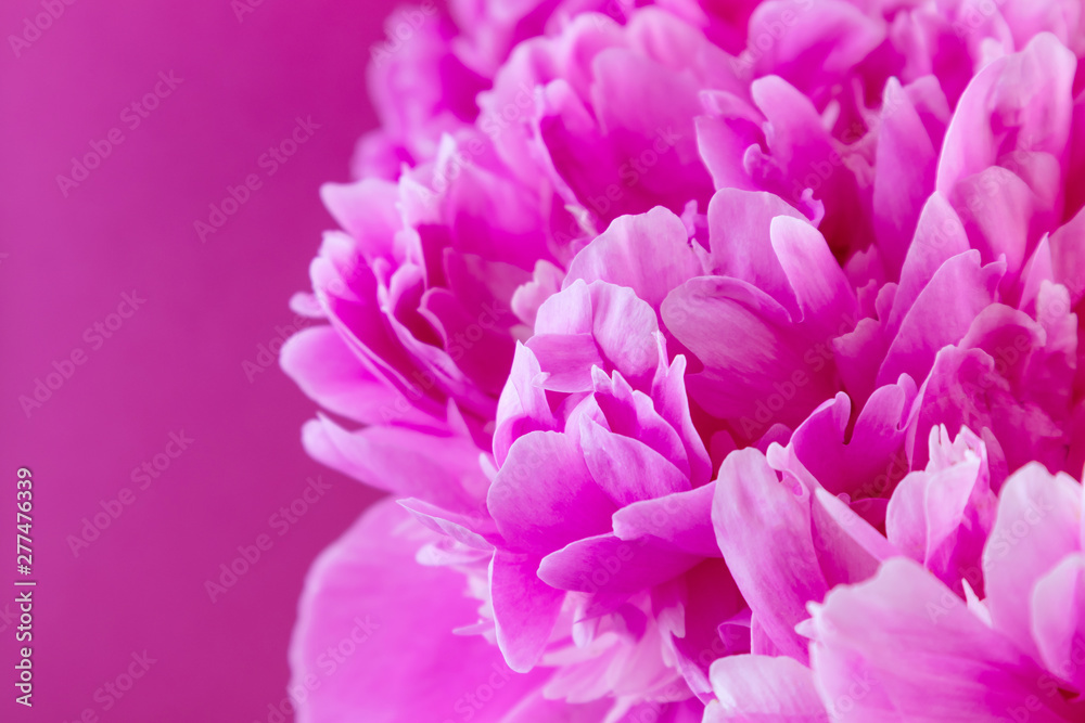 Large pink peony on a pink background. Stylistic summer background image. Minimalism, space for text, bright colors. For women. Valentine's Day, declaration of love.