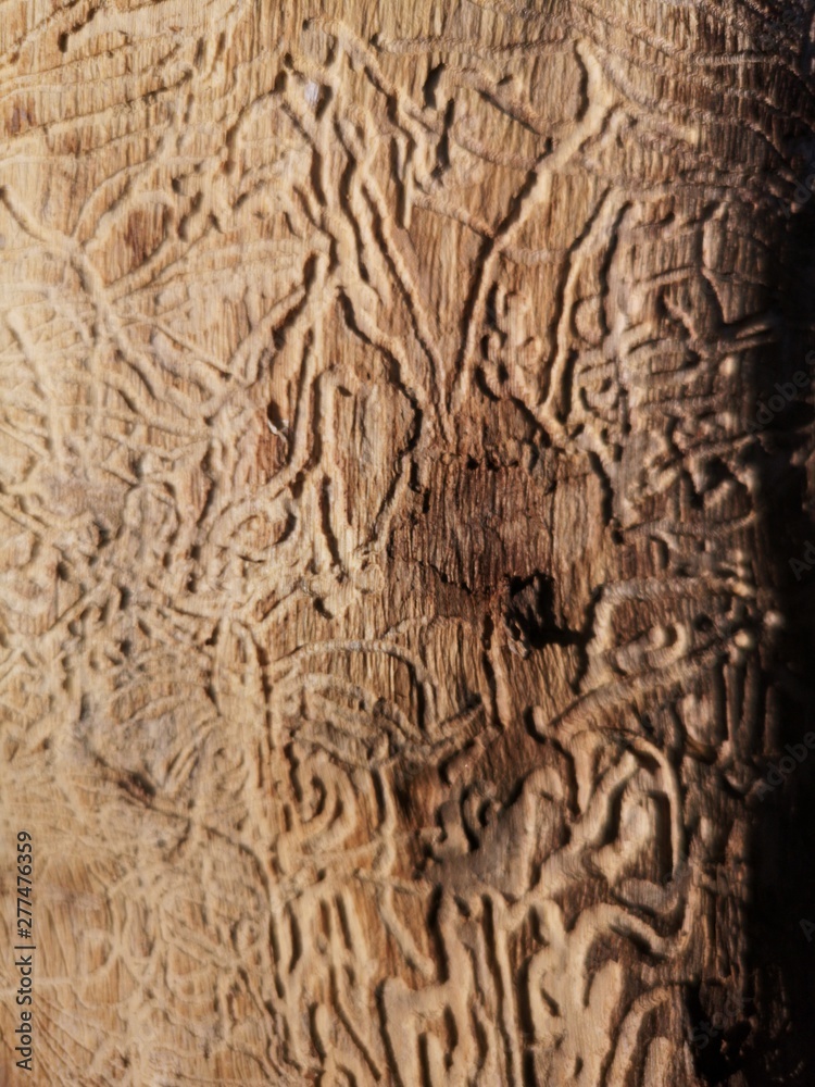Naklejka premium Bois rongé par insectes xylophages