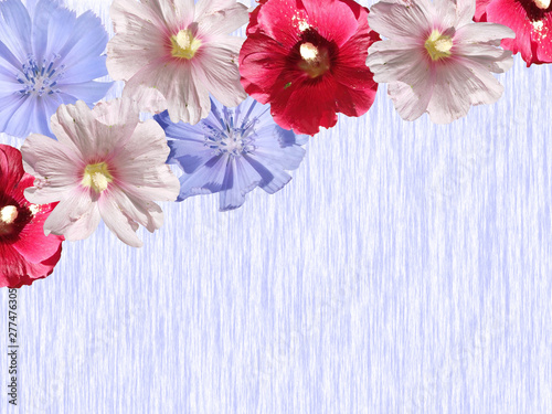 Beautiful floral background of chicory and mallow. Isolated