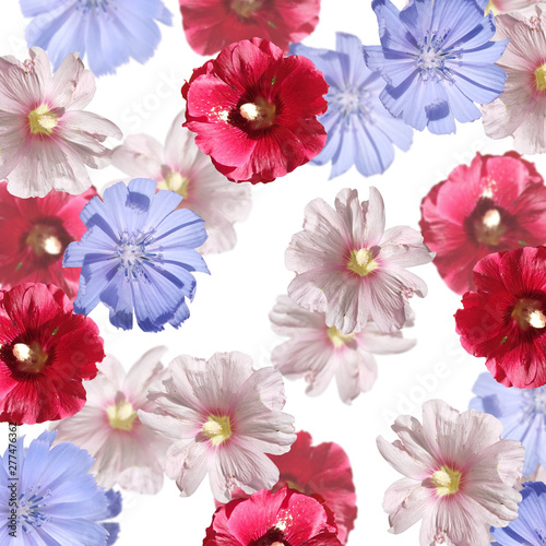 Beautiful floral background of chicory and mallow. Isolated