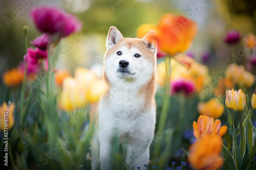 Dog between flowers in spring. Shiba Inu in a field of flowers. Shiba Inu enjoy spring. Happy dog in a park. © Anne