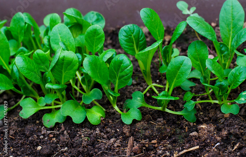 Young shoots of lettuce in garden. 