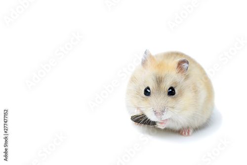 Little fluffy hamster eating a seed, isolated on white background.