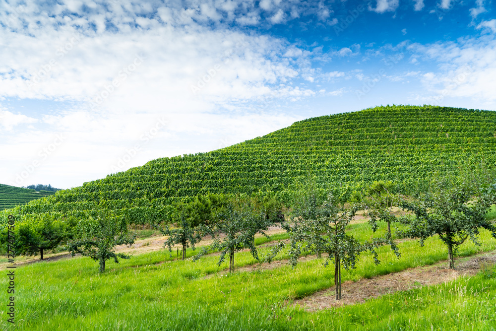 Fruit trees in front, a vineyard on a hill in the middle, the blue cloudy sky in the back