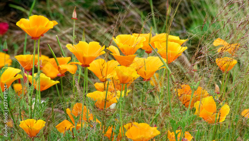 Californian Poppies.