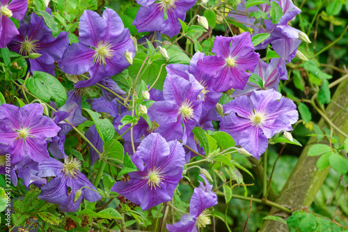 Clematis .