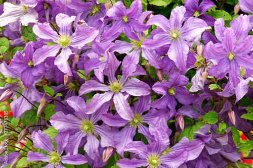 Clematis Prince Charles.