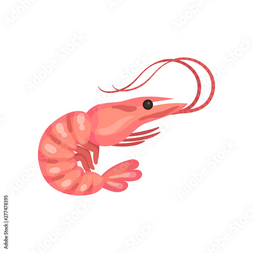 Boiled shrimp. Vector illustration on white background.