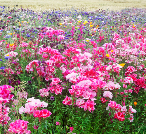 Flower meadow.