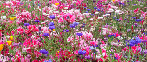 Flower meadow.