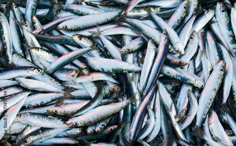 Fototapeta premium fresh fish in the bazaar of Croatia