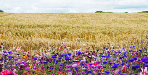 Flower meadow.