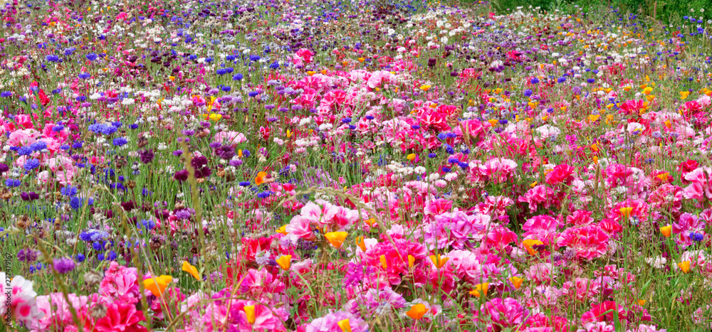 Flower meadow.
