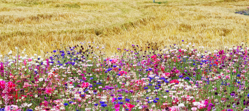 Flower meadow.