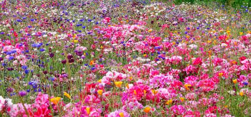 Flower meadow.