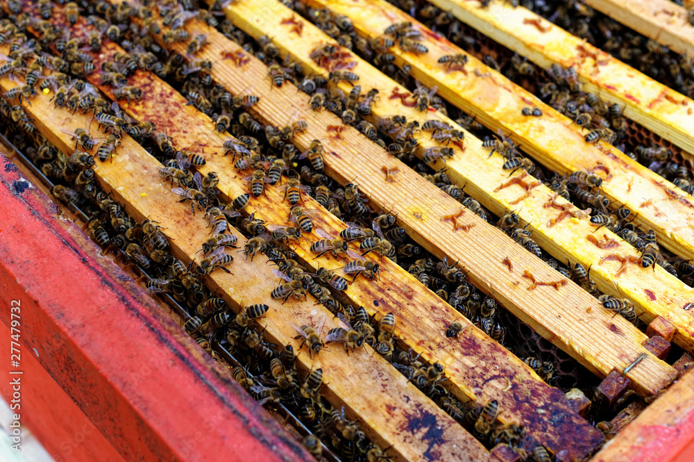 Bienenstöcke eines Imkers bei der Pflege der Bienen mit Waben und Honigbienen Bienenstöcke eines Imkers bei der Pflege der Bienen mit Waben und Honigbienen