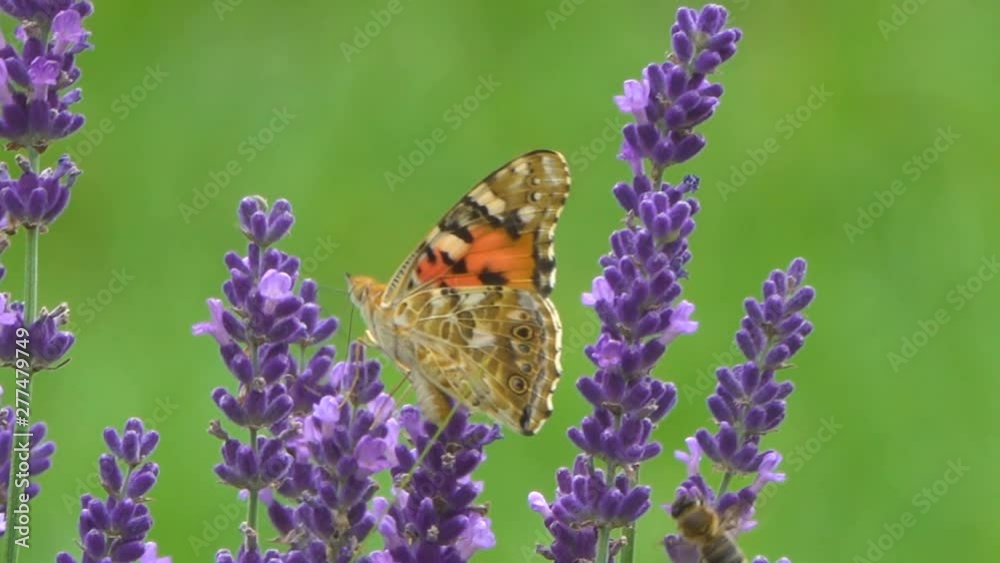 butterfly collects nectar on lavender flowers, countryside. butterfly collects nectar on lavender flowers, countryside.