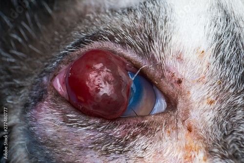 corneal ulcer and descemetocele in young cat from street photo