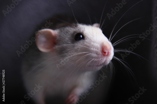 cute rat. symbol of 2020 year