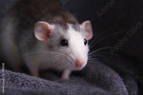 cute rat. symbol of 2020  year © kragilera